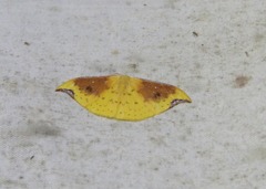 Tridrepana lunulata