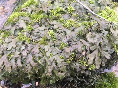 Conocephalaceae