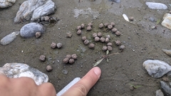 Lepus sinensis formosus