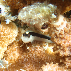 Parablennius serratolineatus