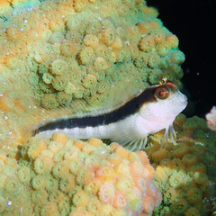 Parablennius serratolineatus