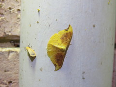 Tridrepana lunulata