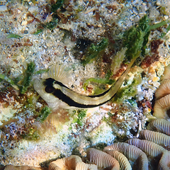 Parablennius serratolineatus