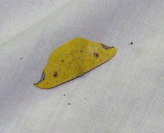 Tridrepana lunulata