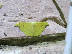 Tridrepana lunulata