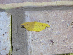 Tridrepana lunulata