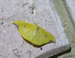 Tridrepana lunulata