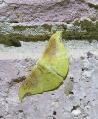 Tridrepana lunulata