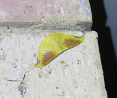 Tridrepana lunulata