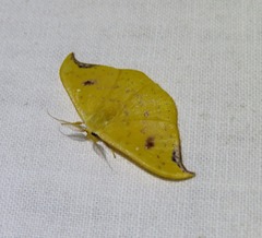 Tridrepana lunulata