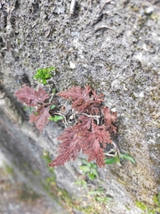 Selaginella involvens