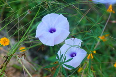Ipomoea ternifolia