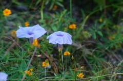 Ipomoea ternifolia