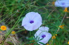 Ipomoea ternifolia