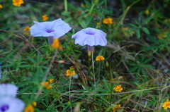 Ipomoea ternifolia