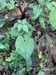 Asarum ampulliflorum