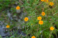 Melampodium linearilobum