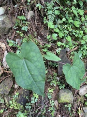 Asarum ampulliflorum