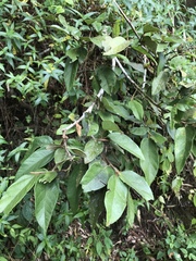 Ficus pumila awkeotsang
