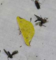 Tridrepana lunulata