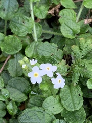 Trigonotis formosana elevatovenosa