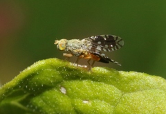Euaresta bellula