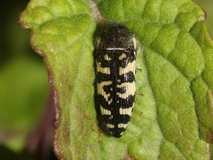 Acmaeodera decipiens