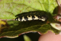 Acmaeodera decipiens