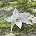Japanese Stone Orchid - Photo (c) 羅恩至, some rights reserved (CC BY-NC), uploaded by 羅恩至