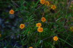 Melampodium linearilobum