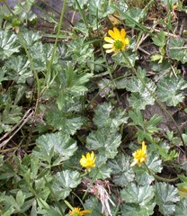 Ranunculus peduncularis