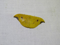 Tridrepana lunulata