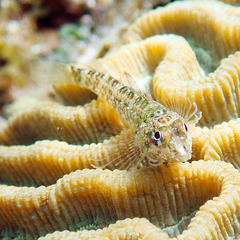 Enneapterygius rufopileus