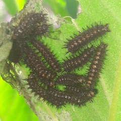 Chlosyne lacinia saundersi
