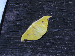 Tridrepana lunulata