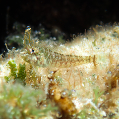 Enneapterygius rufopileus