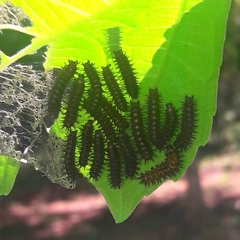 Chlosyne lacinia saundersi