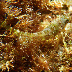 Enneapterygius rufopileus