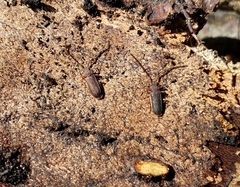 Uleiota
