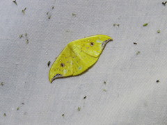 Tridrepana lunulata