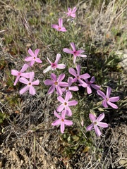 Phlox longifolia