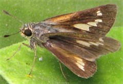 Parnara amalia