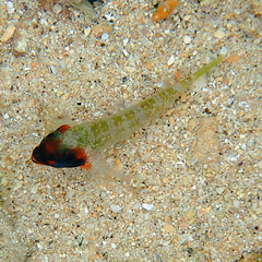 Enneapterygius rufopileus