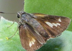 Parnara amalia