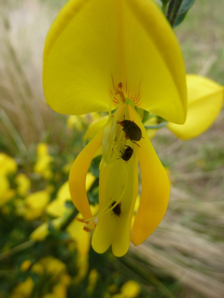 Broom Seed Beetle