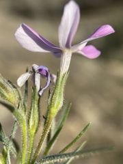 Phlox longifolia