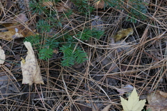 Taxus canadensis