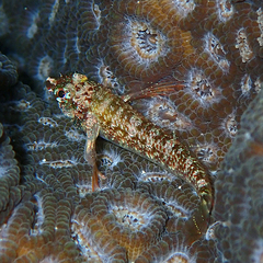 Enneapterygius rufopileus