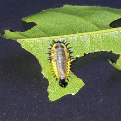 Coptocycla adamantina