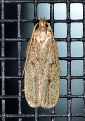 Glyphidocera juniperella